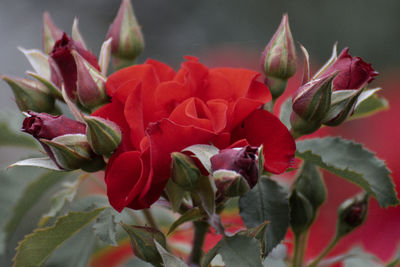 Close-up of rose bouquet
