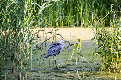 High angle view of gray heron perching in lake