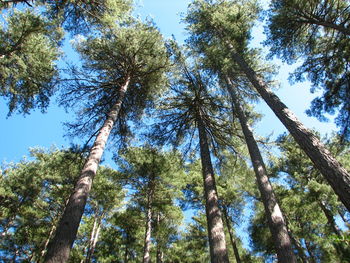 Low angle view of trees in forest