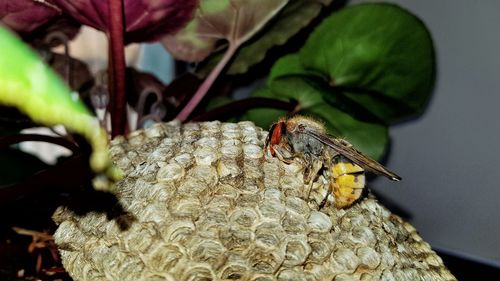 Close-up of bee on leaf