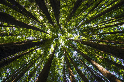 Low angle view of trees in forest