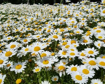 Close-up of yellow flowers blooming on field
