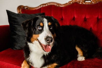 Close-up of dog lying on couch