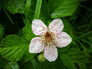 Close-up of flower