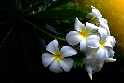 Close-up of frangipani blooming outdoors