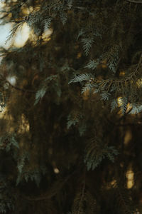 Full frame shot of pine tree during winter