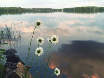 Close-up of pink flowers blooming in lake