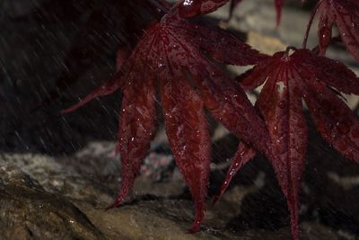 Close-up of wet red leaves