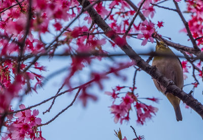 Low angle view of bird perching on tree