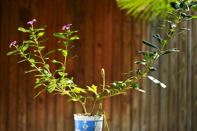 Close-up of small potted plant