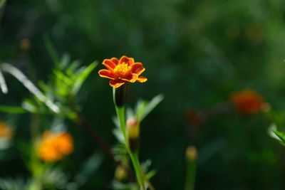 Close-up of orange flowering plant