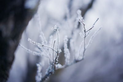 Close-up of frozen branch