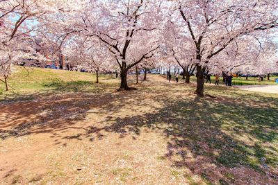 View of cherry blossom trees in park