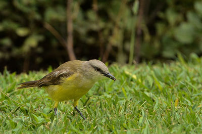 Close-up of bird on grass