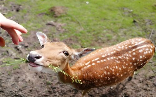 Close-up of hand feeding deer on field