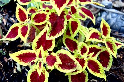 Close-up of flowers