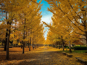 Street amidst trees in park during autumn