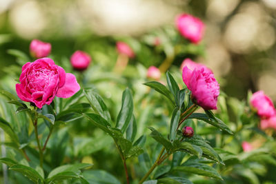 Close-up of pink flowering plant