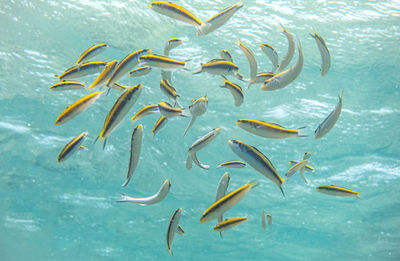 Fish swimming in sea