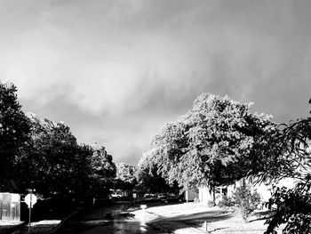 Trees against cloudy sky