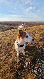 Dog looking away on field