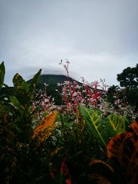 Pink flowers blooming against sky