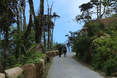 Rear view of couple holding hands while walking amidst trees