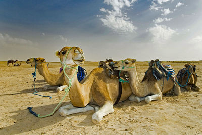 Camels relaxing in desert