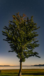 Trees on field