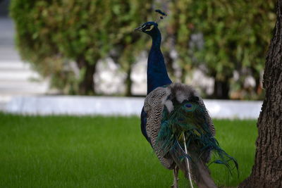 Close-up of peacock