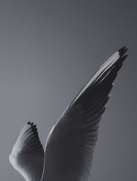 Close-up of bird flying against gray background