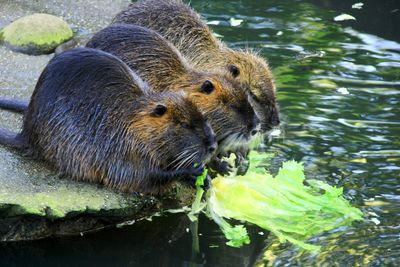 Close-up of otter