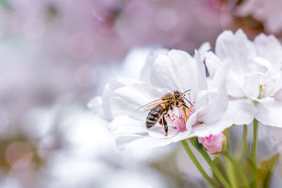 A honey bee collects pollen from sakura flowers. white sakura in bloom. 