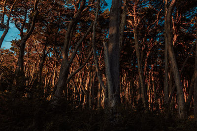 Trees in forest