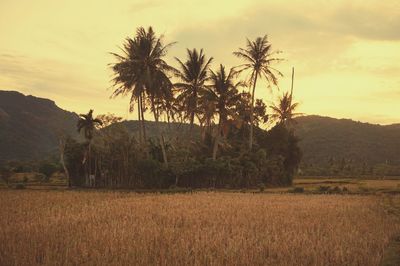 Scenic view of field against sky during sunset