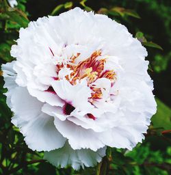 Close-up of white flowering plant