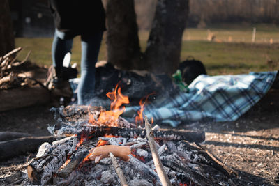 Low section of people on wooden log