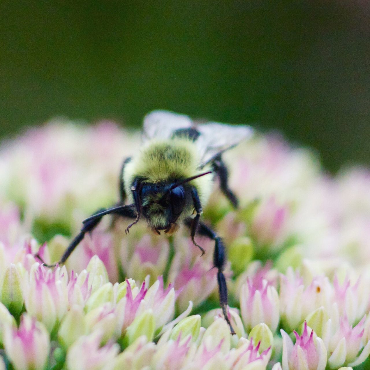 insect, one animal, animal themes, flower, animals in the wild, wildlife, close-up, pollination, fragility, freshness, bee, petal, focus on foreground, selective focus, honey bee, beauty in nature, nature, growth, flower head, symbiotic relationship