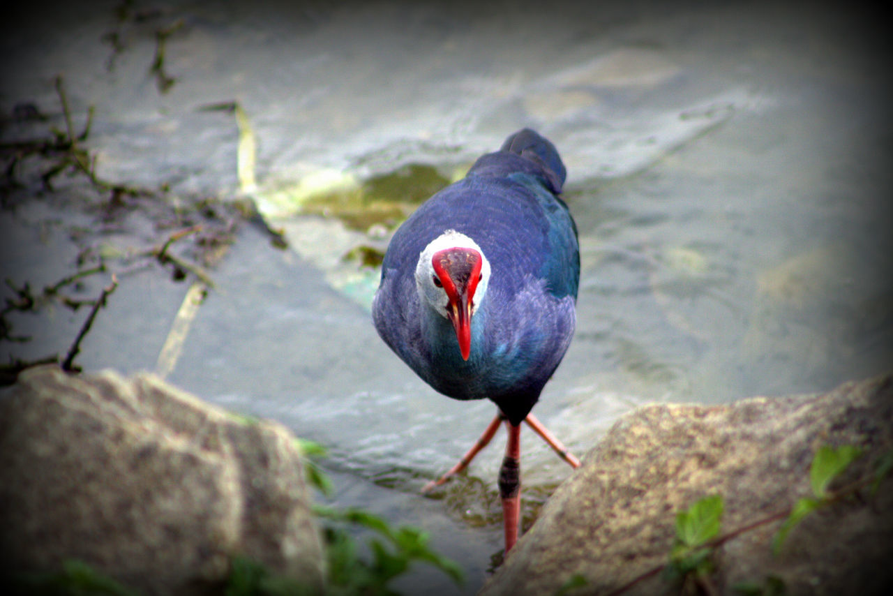 CLOSE-UP OF BIRD PERCHING ON ROCK