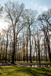 Bare trees in forest against sky