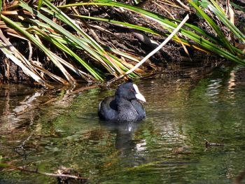 Duck swimming in lake