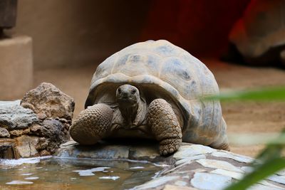 Close-up of turtle in lake