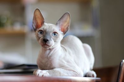 Close-up of a cornish rex kitten 