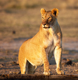 Lioness looking away