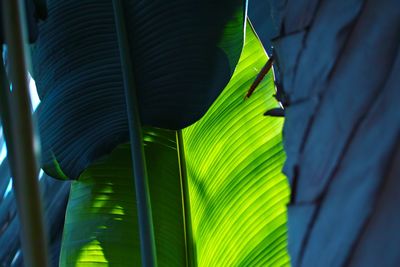 Close-up of green leaves on plant