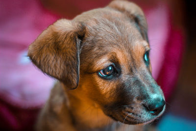 Close-up of puppy looking away