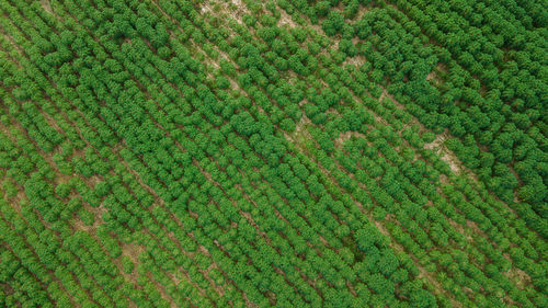 Full frame shot of trees growing on field