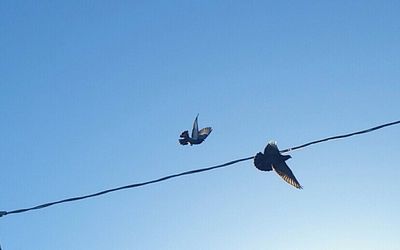 Low angle view of cables against clear blue sky