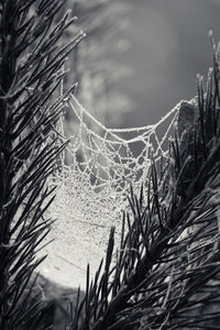 Close-up of spider web on branch against sky