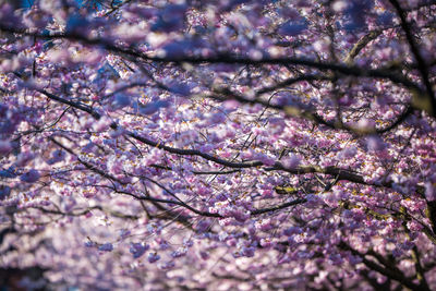 Close-up of apple blossoms in spring